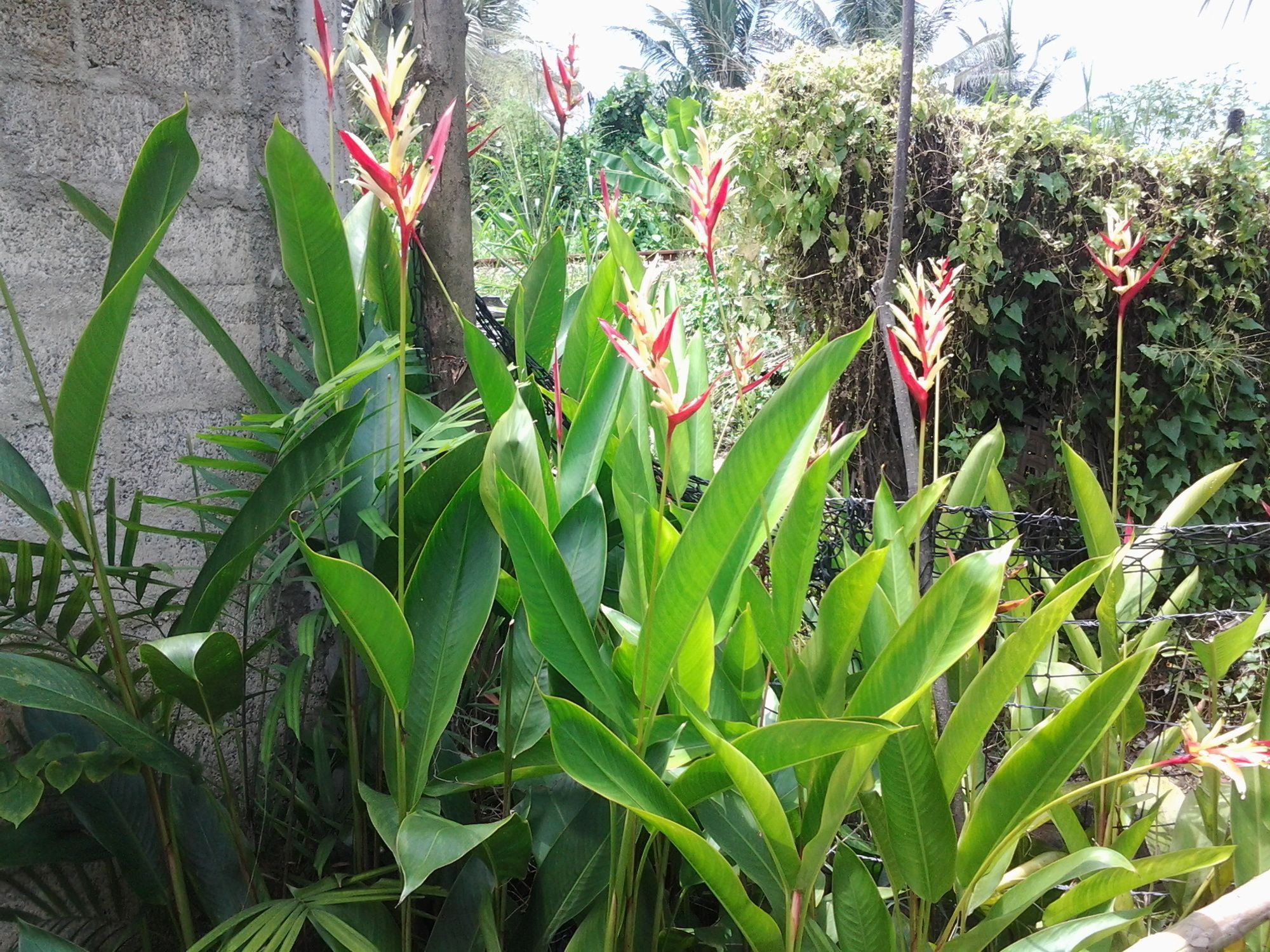 Orchid Villa #10 Hikkaduwa Ngoại thất bức ảnh